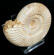 Perisphinctes Ammonite - Jurassic #5234-1